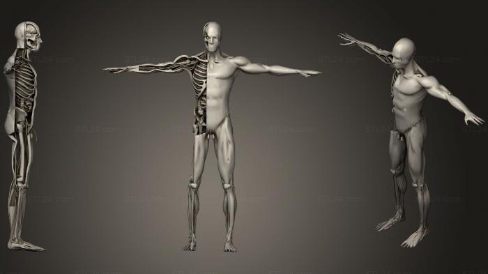 Анатомия скелеты и черепа (Анатомия человеческого тела, ANTM_0211) 3D модель для ЧПУ станка